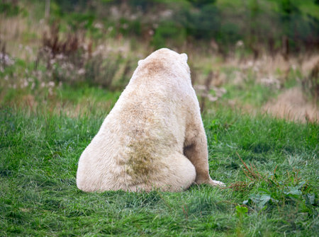 A large polar bear sits looking away from the camera in a green field.