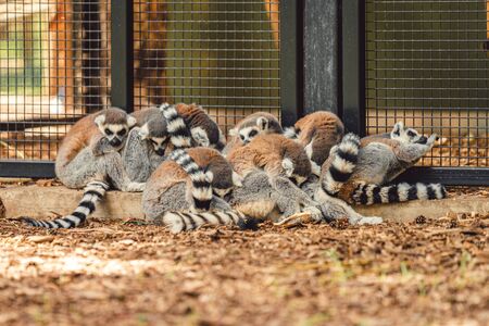 A family of Lemurs huddle together for safety and warmth at a Zoo in the North of the UKの写真素材
