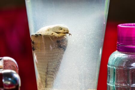 Tourists try Snake Wine on the small island Cat Ba in Ha Long Bay. The snake is dead in a jar next to other medicines such as scorpions and bugsの写真素材