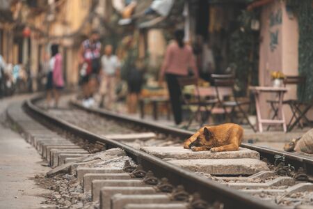 A dog sleeps in the middle of the railway tracks on a hot day at the famous train street in Hanoi, Vietnamの写真素材