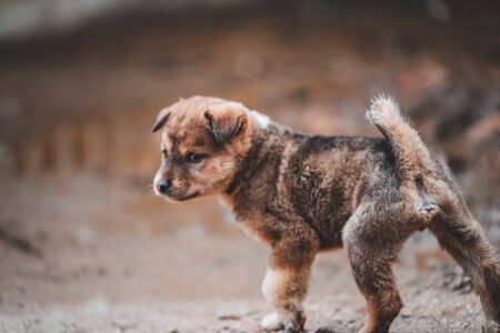 Shot in the forest areas around Sapa in North Vietnam, rife with wildlife that are left roaming around for food.の写真素材