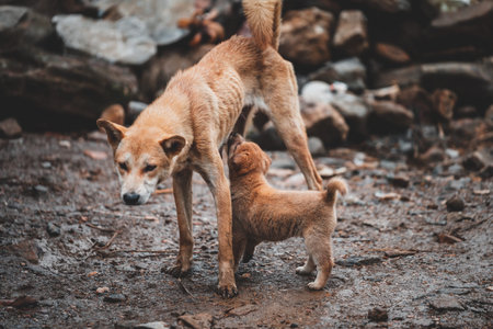 Shot in the forest areas around Sapa in North Vietnam, rife with wildlife that are left roaming around for food.の写真素材