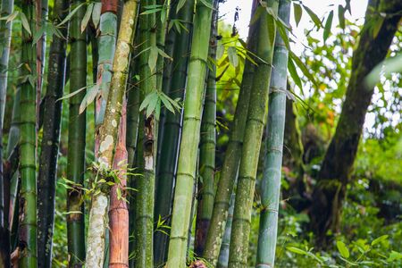 Green Bamboo found growing in the mountain forests in Northern Vietnamの写真素材
