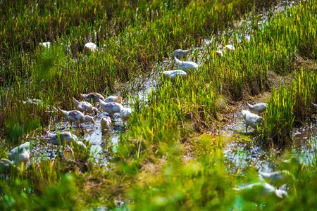 Close up of ducks in Harvested Rice Fields and limestone mountains in the small village of Tam Coc, Northern Vietnamの写真素材
