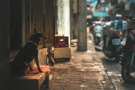 A lonely chained up dog wearing a collar waits for its owner in the Streets of Hanoi, Vietnam, Asia during a beautiful morning sunriseの写真素材