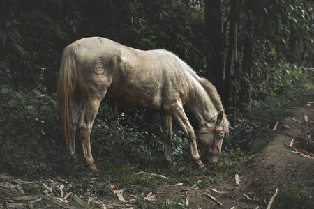 Epic moody shot of an abandoned lonely horse grazing in a dark forest by the moonlightの写真素材