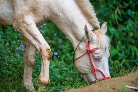 Close up shot of a white horse eating grass in a forest with muddy kneesの写真素材