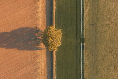 Overhead top down aerial shot of a lone tree between a ploughed field and a horse racecourse in Autumn with a the shadow of a man walking his dog in Beverley, UKの写真素材