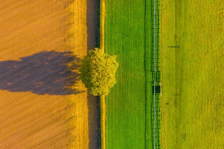 Overhead top down aerial shot of a lone tree between a ploughed field and a horse racecourse in Autumn with a the shadow of a man walking his dog in Beverley, UKの写真素材