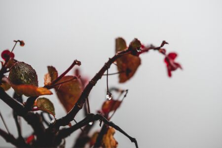 Close up of a small plant in focus behind mountains with clouds passing through them, a great background to show relaxationの写真素材
