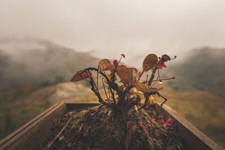 Close up of a small plant in focus behind mountains with clouds passing through them, a great background to show relaxationの写真素材