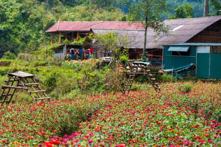 Fields full of flowers dot the small little village of Cat Cat, Northern Vietnam - A location that attracts thousands of touristsの写真素材