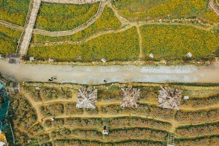 Top aerial birdseye view of fields full of beautiful flowers where tourists come to take photos in Cat Cat, near Sapa, North Vietnamの写真素材