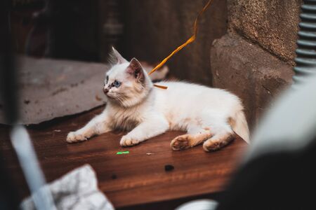 A white fluffy kitten tied up and left in the streets in Vietnam with black gunk around its eyes and nose - Typical for street catsの写真素材