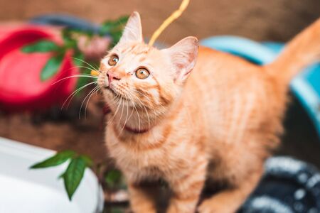 A very cute ginger kitten sits on the handlebars of a scooter in the streets of Vietnam as tourists pass by and stroke itの写真素材