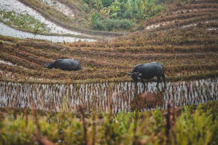 Wide angle shot of Water Buffalo, large horned animals as they graze on the rice terraces in Sapa, Northern Vietnamの写真素材