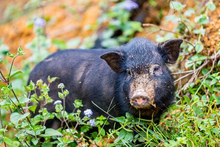 Close up of black wild boar in the mountain forests of Northern Vietnam, Near Sapa, Asiaの写真素材