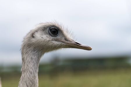 Close up of a white and grey Ostrich Head with large black eyesの写真素材