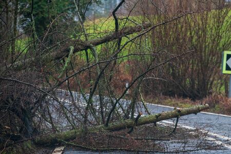 Fallen tree blocking the road in the peak district during Storm Ciara, UK. February 2020の写真素材