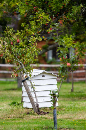 White wooden beehive hut next to a apple tree growing red apples showing organic food being grown in the UKの写真素材