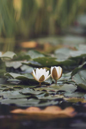 White pond lily in a calm beautiful pond surrounded by lily pad. Perfect place to relax and unwind harmoniouslyの写真素材