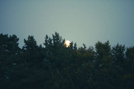 Bright Full moon rising through the tops of tall trees against a dark blue night skyの写真素材