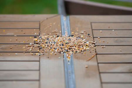 Bird and squirrel feed on a table at a camp site in the UKの写真素材