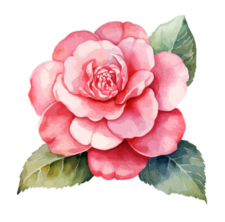Camellia Flower Watercolor Clipart Vectorのイラスト素材