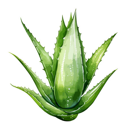 Aloe Vera Plant Watercolor Clipart Vectorのイラスト素材