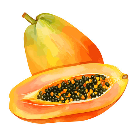 Papaya Watercolor Clipart Vectorのイラスト素材