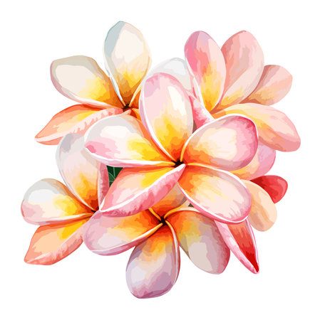 Plumeria Flowers Watercolor Clipart Vectorのイラスト素材