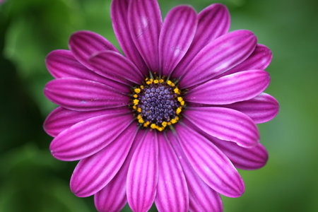 Pink Gerbera