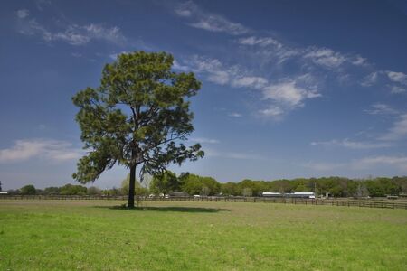 Tree in a fieldの写真素材