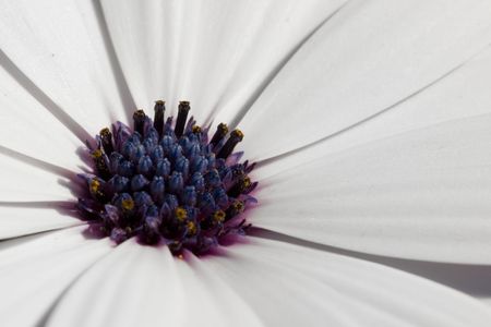 A close up view of the pollen and core of a flowerの写真素材