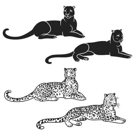 Resting leopards. Vector hand drawn illustrationのイラスト素材