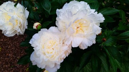 White Mountain Flowers located in North Carolina Blue Ridge Mountainsの写真素材