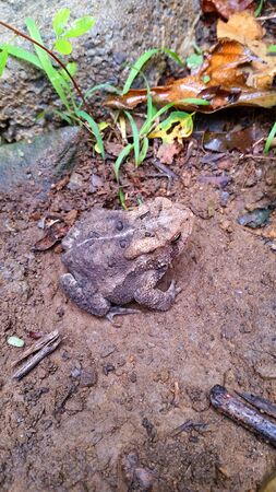 Brown Muddy Toad with Mud and Rocksの写真素材