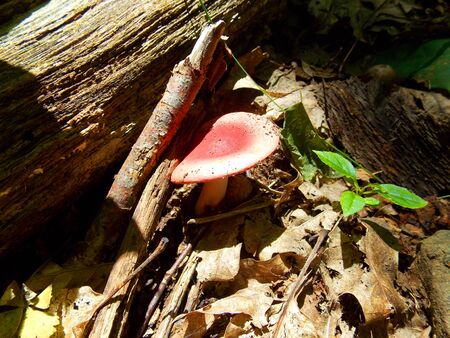 Mushroom growing on a log - North Carolina Mountain Mushroomsの写真素材