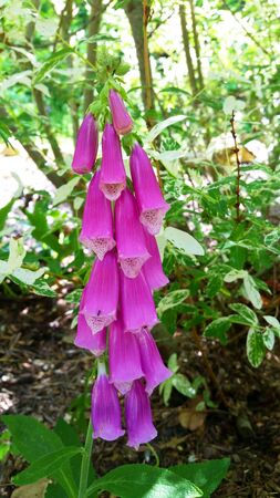 Pink and Purple Foxgloves Flowersの写真素材