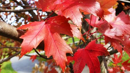 Red Japanese Maple Leaves - Fall leaves - Autumnの写真素材