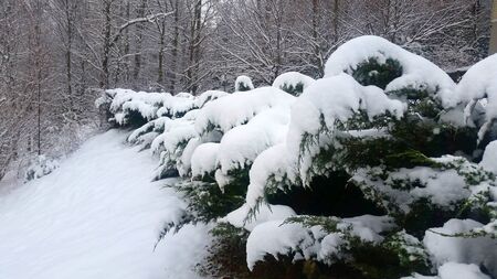 Snow Bank - Winter - Christmas - Forestの写真素材