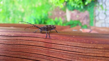 Longhorn Beetle Invasive Insect on Wooden Deck with Green Backgroundの写真素材
