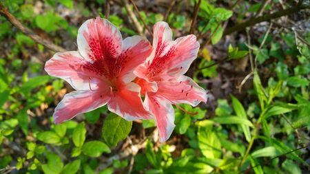 Pink and White Azalea Flowers Azaleas Flower with leaves in background Close-upの写真素材