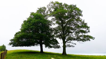 The Kissing Trees on Blue Ridge Parkway in the Appalachian Blue Ridge Mountainsの写真素材