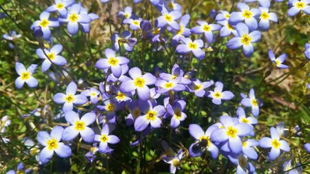 Purple Blue and Yellow Wildflowers with Green Grass Close-upの写真素材