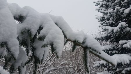 Snow on a Branch with Ice and Freezing Winter Temperatures Trees in Backgroundの写真素材