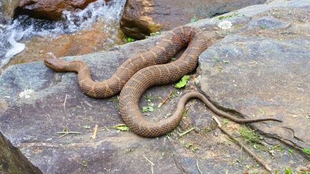 Brown Water Snake Near River Predator Snakesの写真素材