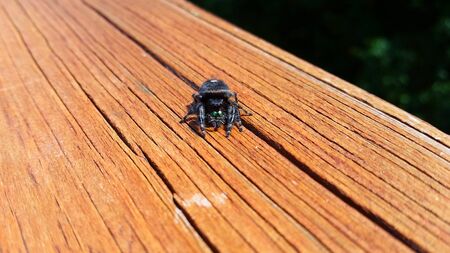 Small Black Fuzzy Spider on Wooden Deckの写真素材