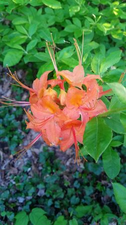 Orange Flame Azaleas Azalea Flowers with Green Leaves in Backgroundの写真素材
