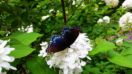 Blue Black Swallowtail Butterfly on White Flower Flowersの写真素材